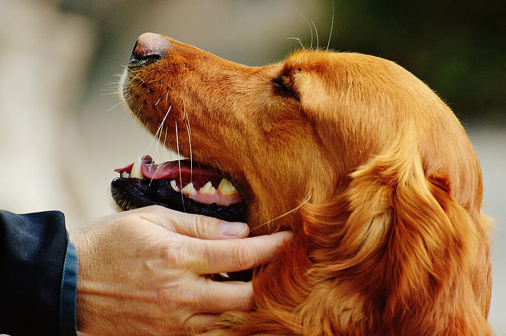 Dog owner gives good boy pets while avoiding tick medicines that could cause seizures.