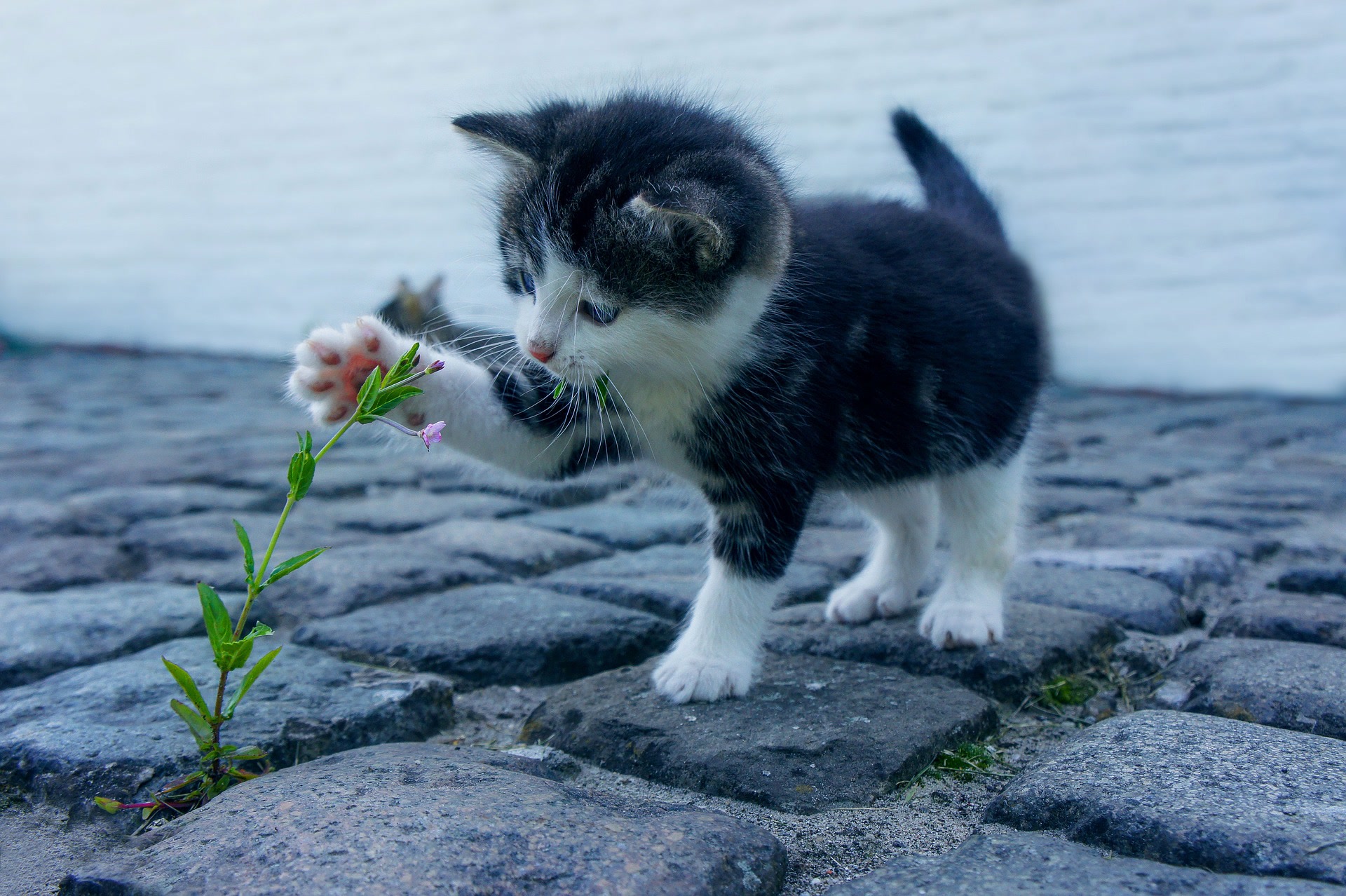 A black and white kitten pets a flower growing out of the cobble stones.