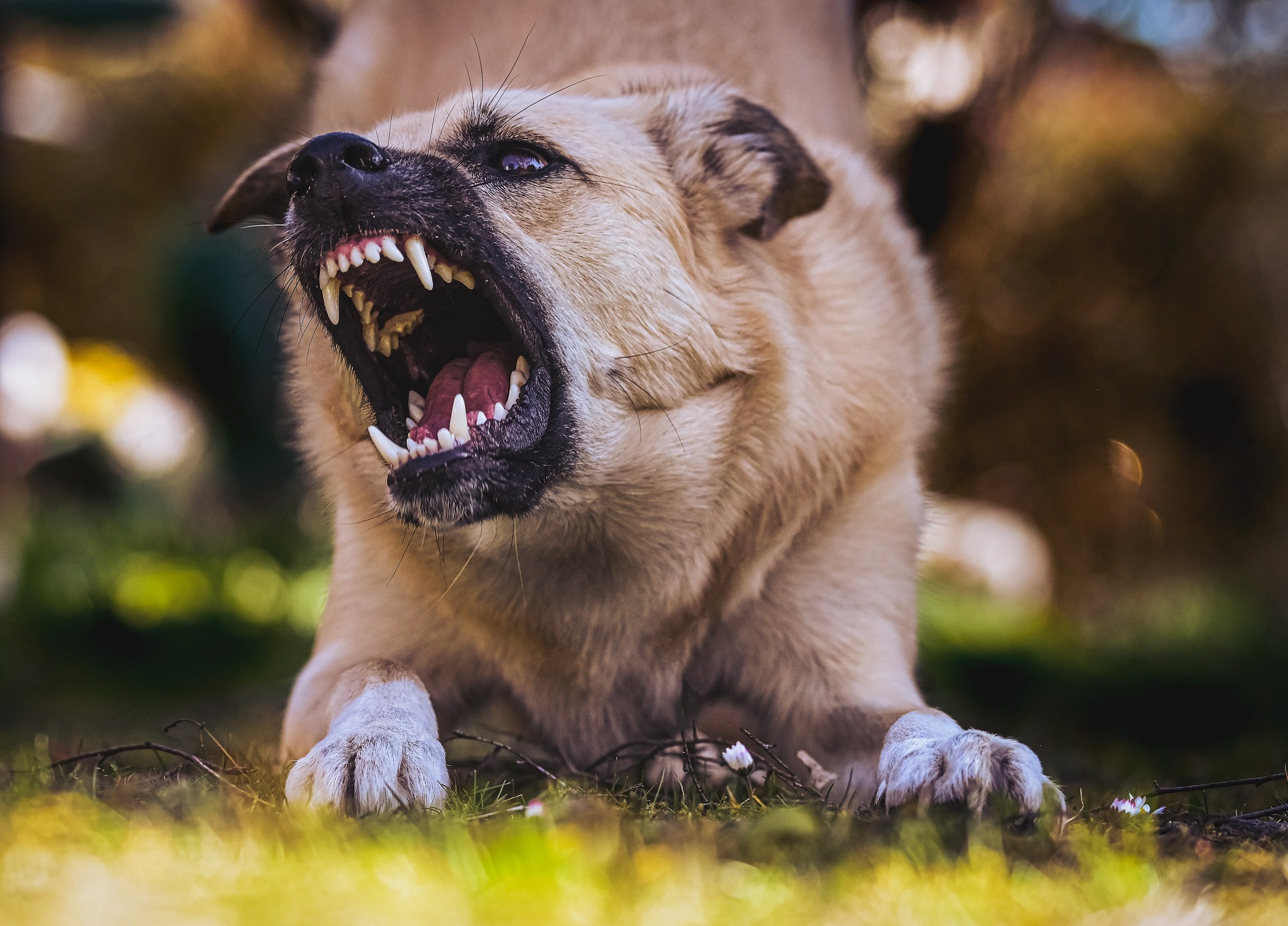 An aggressive dog snarls and bares teeth in a threatening manor.